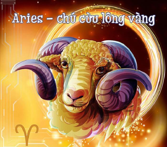 Chú cừu lông vàng