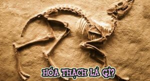 hoa-thach-la-gi